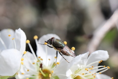 Stomorhina subapicalis