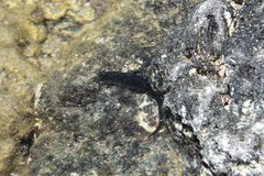 Istiblennius zebra