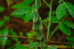 Crotalaria mollicula