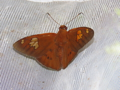 Nascus phocus