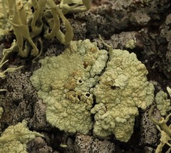 Protoparmeliopsis pinguis