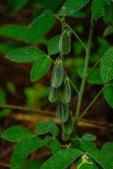 Crotalaria mollicula