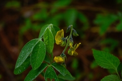 Crotalaria mollicula