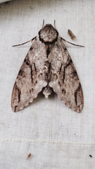 Psilogramma discistriga