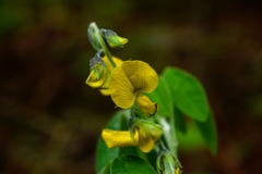 Crotalaria mollicula