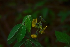 Crotalaria mollicula