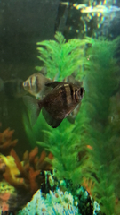 Gymnocorymbus ternetzi