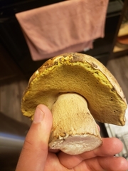 Boletus barrowsii