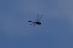 Somatochlora tenebrosa