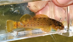 Etheostoma camurum