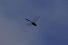 Somatochlora tenebrosa