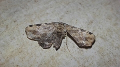 Achrosis intexta