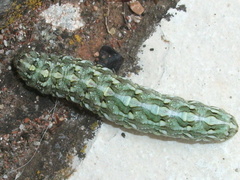 Cucullia santolinae