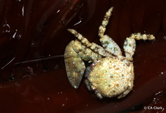 Petrolisthes manimaculis