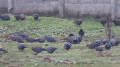 Patagioenas araucana