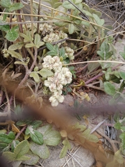 Glehnia littoralis leiocarpa