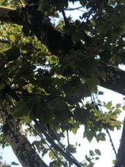 Platanus occidentalis