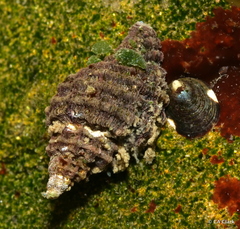 Paciocinebrina interfossa