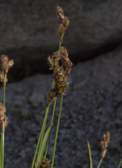 Carex microptera