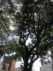 Platanus occidentalis