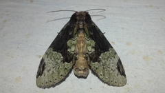 Chadisra bipars