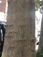 Platanus occidentalis