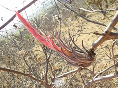 Tillandsia circinnatioides