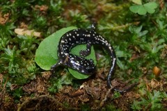 Plethodon kentucki