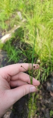 Juncus alpinoarticulatus