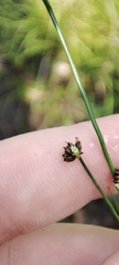 Juncus alpinoarticulatus