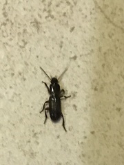 Stenomorphus