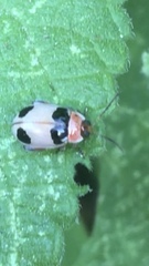 Alagoasa bipunctata