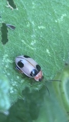 Alagoasa bipunctata