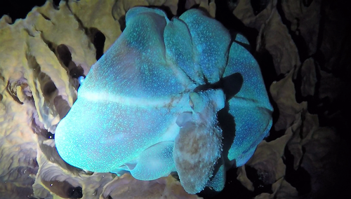 Caribbean Reef Octopus