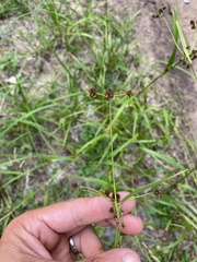 Scirpus atrovirens