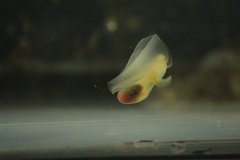 Gastropteron pacificum