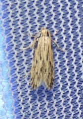 Spinitibia hodgesi