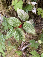 Streptopus streptopoides