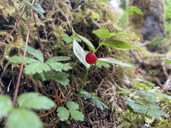 Streptopus streptopoides