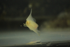 Gastropteron pacificum