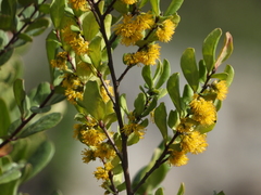 Azara integrifolia
