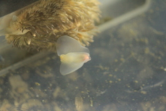 Gastropteron pacificum