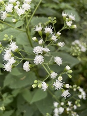 Ageratina altissima