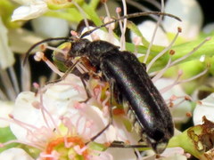 Grammoptera