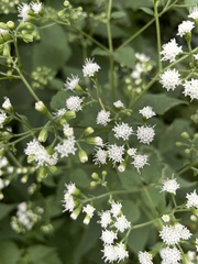 Ageratina altissima