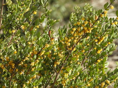 Azara integrifolia
