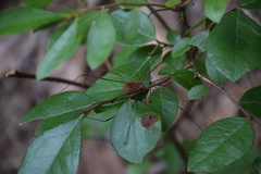 Leiobunum flavum