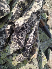 Pseudephebe minuscula