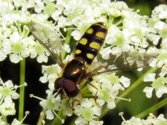 Epistrophella emarginata