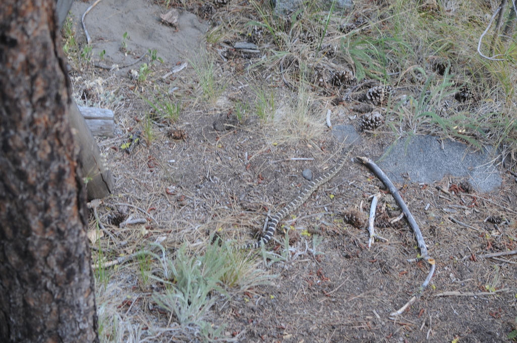 Northern Pacific Rattlesnake from Icicle Rd, Leavenworth, WA 98826, USA ...